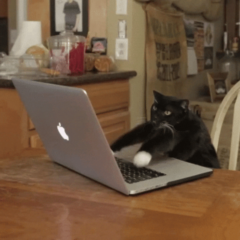 Cat typing content for local SEO