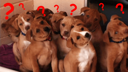 confused puppies